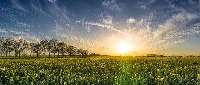Metodus 650 wg – pewna ochrona i pełne wykorzystanie potencjału plonu